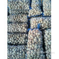 Loose packing Normal White Garlic 10kg mesh bag